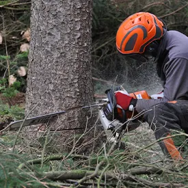 abattage-d-arbres-lemaire-entreprise